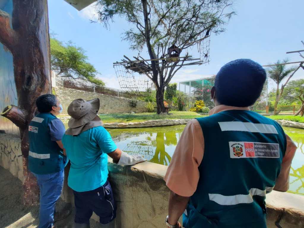 En Lambayeque más de 500 especímenes rescatados viven en centros de cría autorizados. De ellos, 128 se encuentran bajo alguna categoría de amenaza, según&nbsp;Serfor