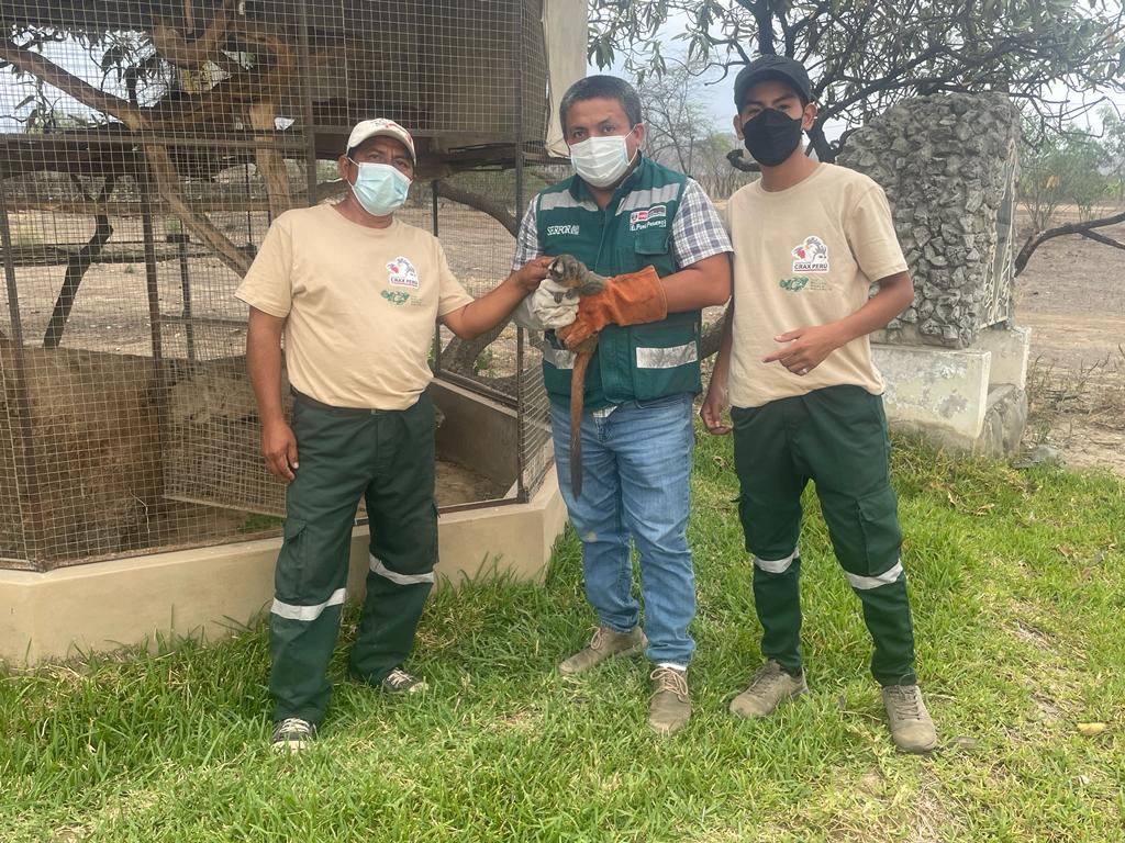 De Tumán, Serfor rescata un mono lechuza que estaba cautivo en el techo de una vivienda y lo reubica en centro de&nbsp;cría