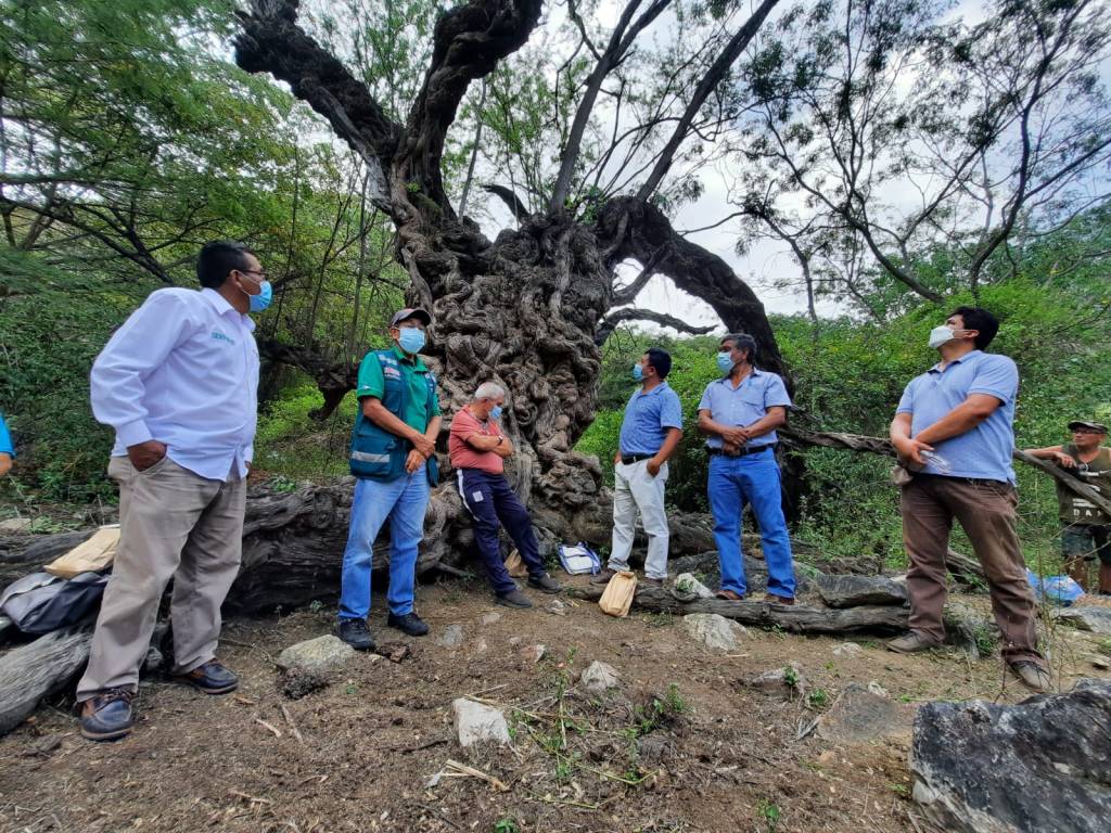 Serfor reconoce algarrobo «Jagüey  Negro», de 500 años de antigüedad en el bosque seco de Motupe, como árbol patrimonial de&nbsp;Lambayeque