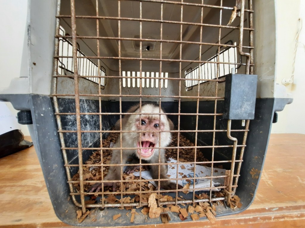 SERFOR recupera a mono machín, que merodeaba por las calles de Chiclayo. Al parecer estuvo en cautiverio y fue abandonado por sus captores