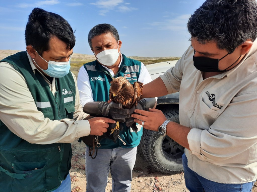 Serfor Lambayeque libera gavilán sabanero que fue rescatado en operativo realizado en Chongoyape tras permanecer amarrado en un parque