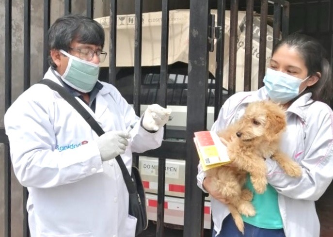 Salud Lambayeque inicia campaña gratuita de vacunación antirrábica. No se han reportado casos de rabia humana desde 1992 y rabia canina desde 1996