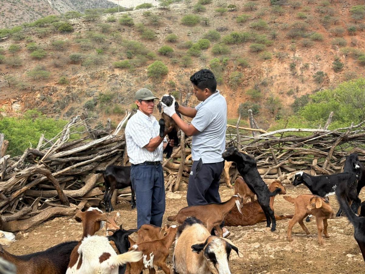PEOT impulsa desarrollo pecuario sostenible en los caseríos del Trasvase&nbsp;Olmos